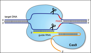 Casgevy: CRISPR Gene Therapy for Sickle Cell Disease image
