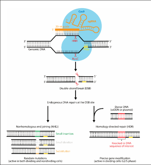 Figure 3. CRISPR-Cas9 gene editing process showing how the system identifies a specific DNA sequence and modifies it, leading to a change in gene function.
Adapted from Jiang and Doudna (2017).