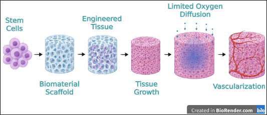 Tissue engineering workflow