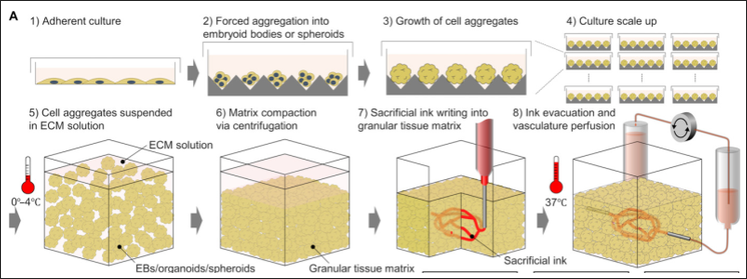 SWIFT biomanufacturing
