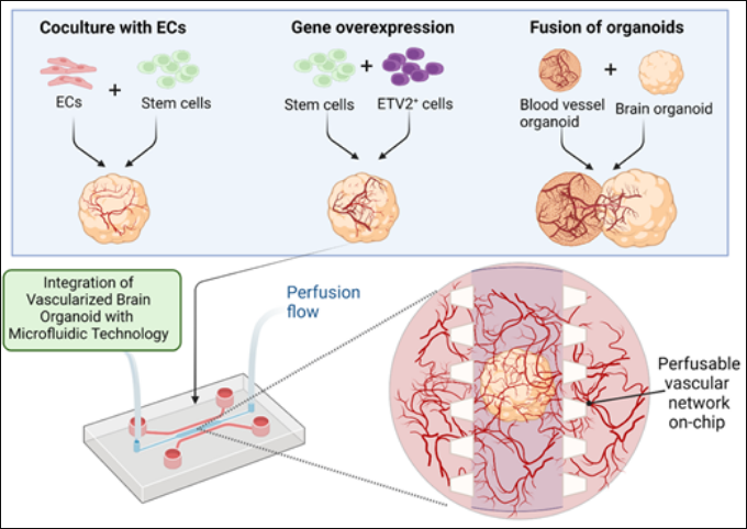 Varying vascularization strategies