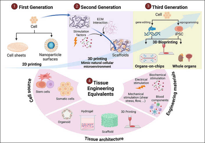 Lab-Grown Organs and Bioengineered Tissue: Advances Toward Transplantable Artificial Organs
