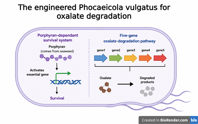 The engineered Phocaeicola vulgatus for oxalate degradation