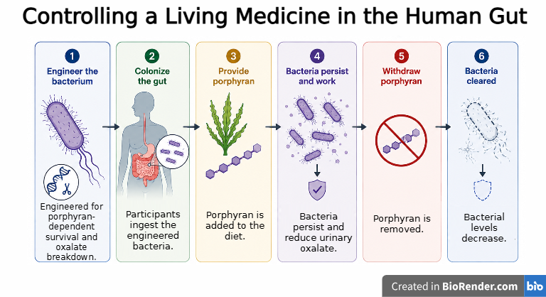 Controlling a living medicine in the human gut