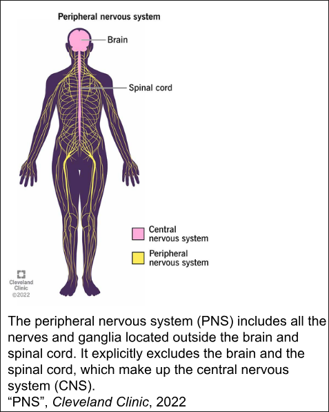Diagram showing the CNS and PNS