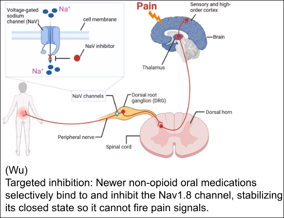 The Rise of Non-Opioid Pain Relief