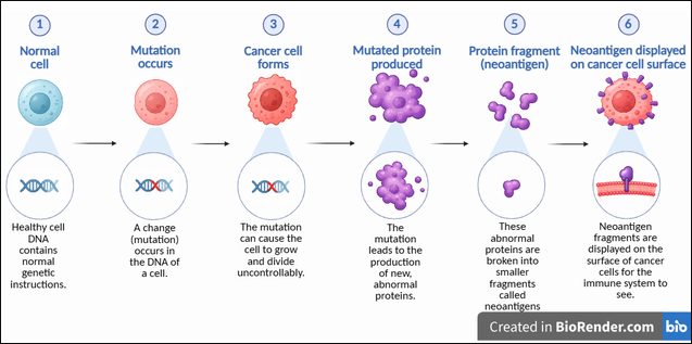 Personalized Cancer Vaccines